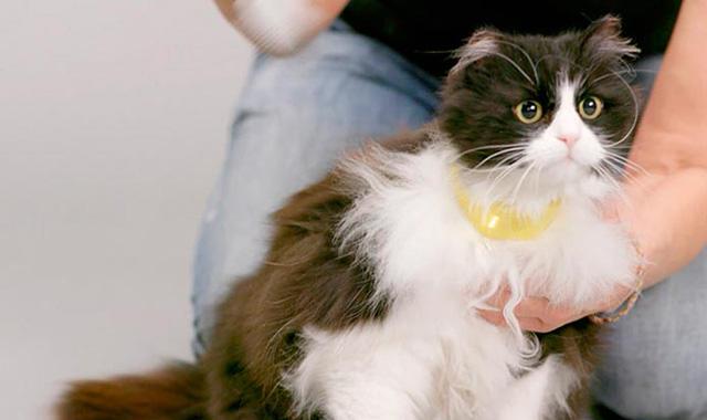 Catterbox: un collar que traduce el lenguaje de los gatos
