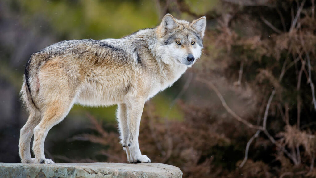 lobos grises