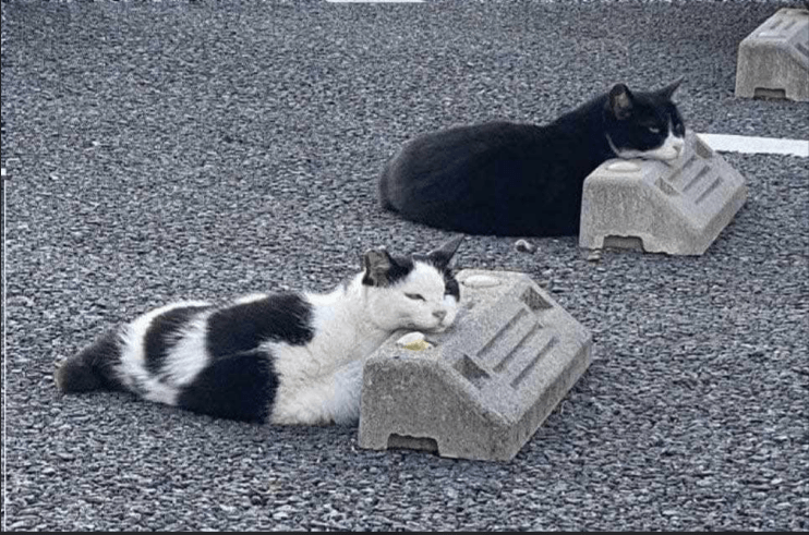 Estacionamiento de gatos orginal